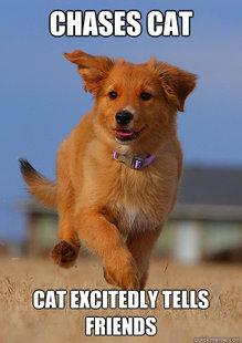 Ridiculously Photogenic Puppy