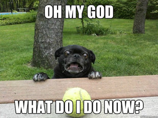 Berks Dog