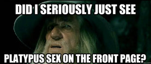 Gandalf