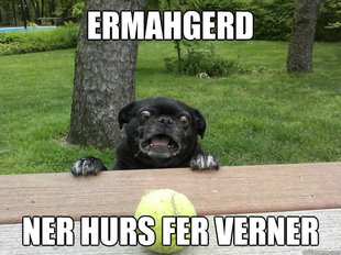 Berks Dog