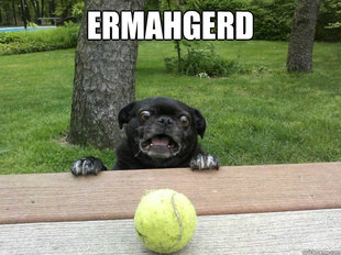 Berks Dog