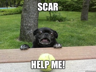 Berks Dog