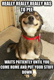 Good Dog Greg