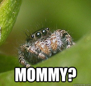 Misunderstood Spider