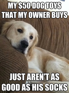 First World Dog Problems