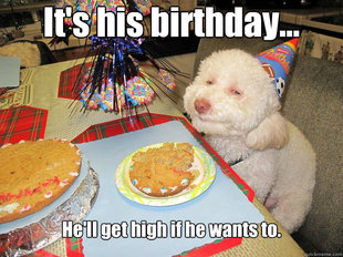 Stoned Birthday Dog