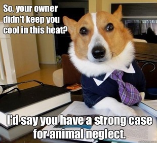 Lawyer Dog