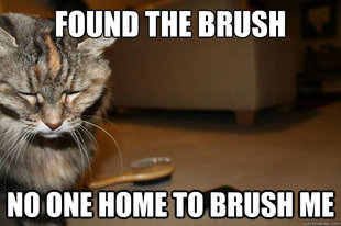 First World Cat Problems