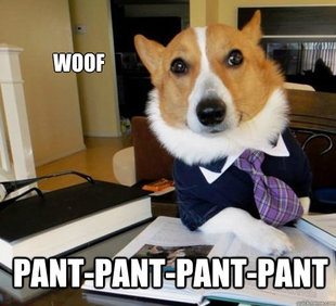 Lawyer Dog