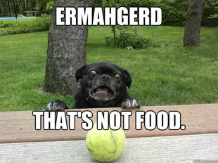 Berks Dog