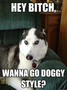 Sexually explicit husky memes | quickmeme