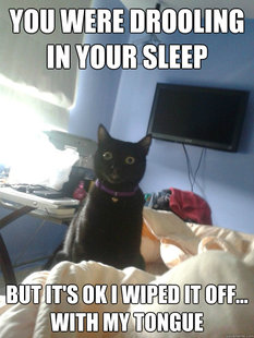 overly attached cat