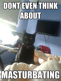 overly attached cat