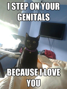 overly attached cat