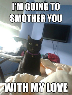 overly attached cat