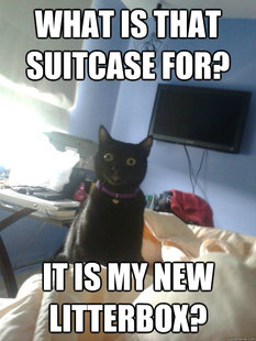overly attached cat
