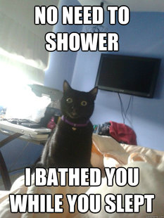 overly attached cat