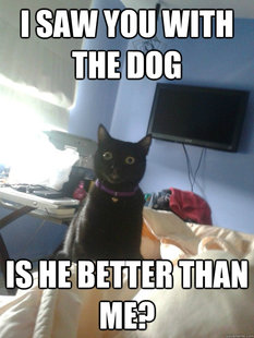 overly attached cat
