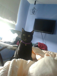 overly attached cat