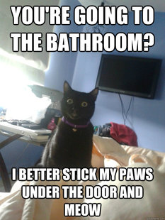 overly attached cat