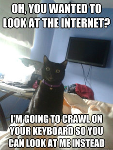 overly attached cat