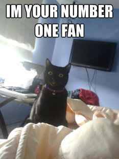 overly attached cat