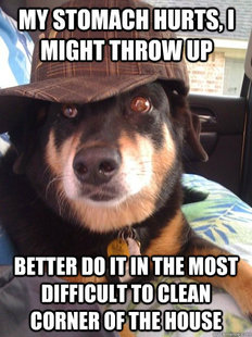 Scumbag Dog