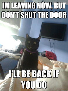 overly attached cat