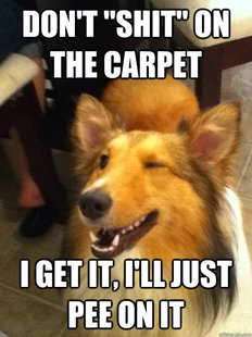 implying dog