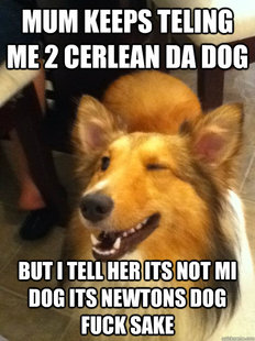 implying dog