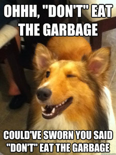 implying dog