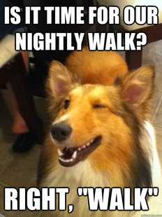implying dog