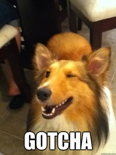 implying dog