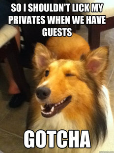 implying dog