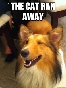 implying dog