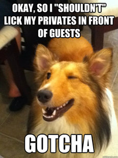 implying dog