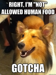 implying dog