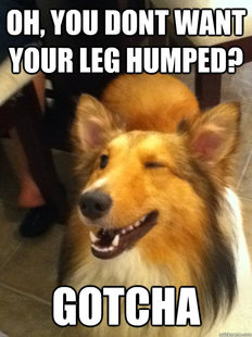 implying dog