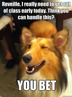implying dog