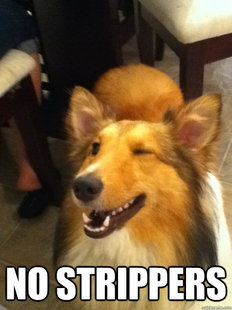 implying dog
