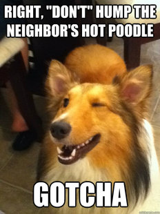 implying dog
