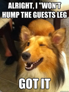 implying dog