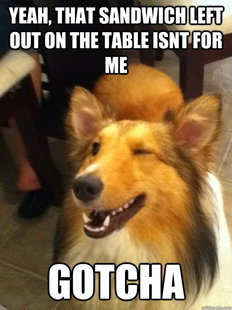 implying dog