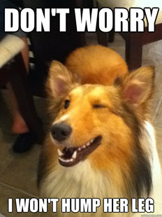 implying dog
