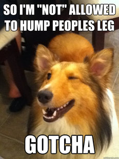 implying dog