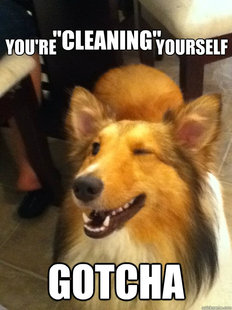 implying dog