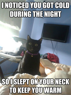 overly attached cat