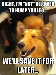 implying dog