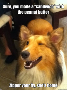 implying dog