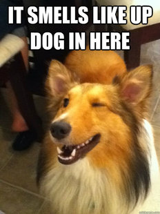 implying dog